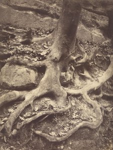 Tree Roots, Saint-Cloud